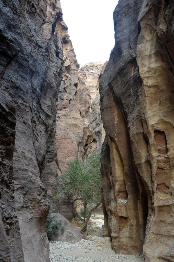 The Rock Camp Petra 5* Wadi Musa
